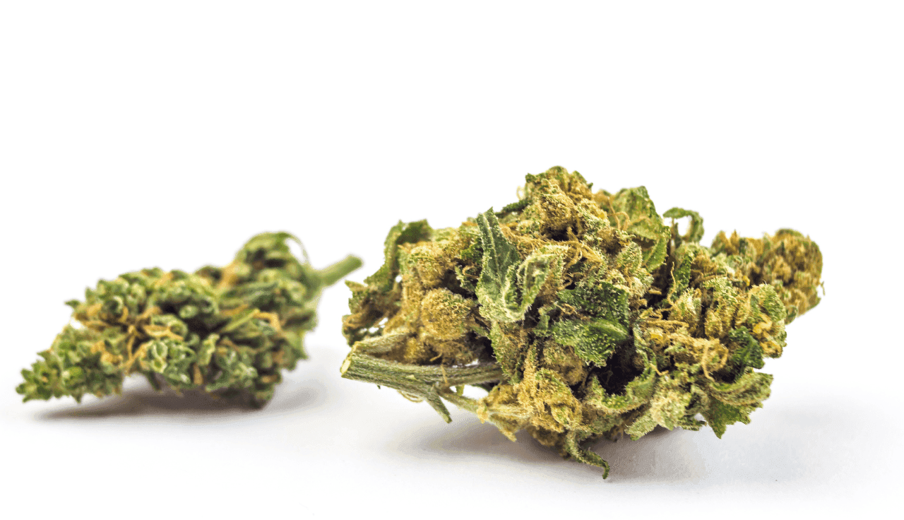 grüne Cannabis Blüten